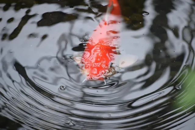 Unsere Koi - Yamabuki