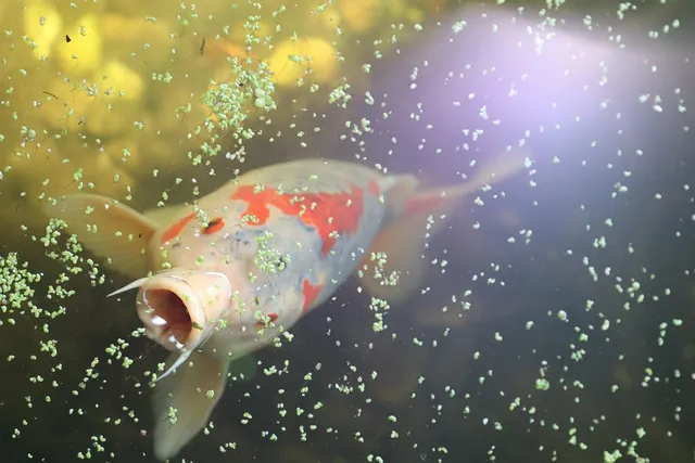 Kohaku