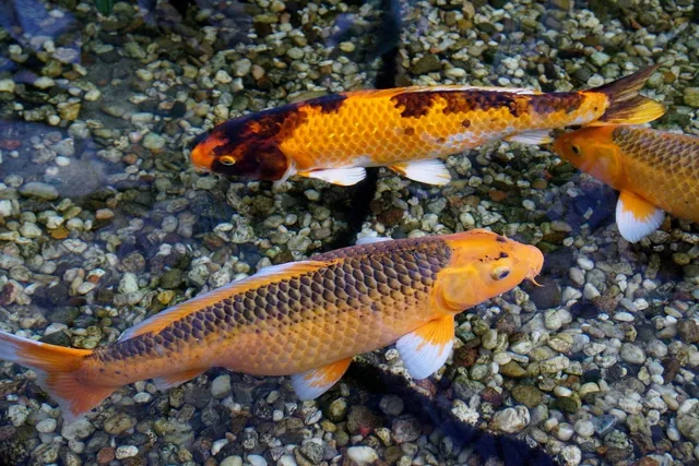 Unsere Koi - Goshiki