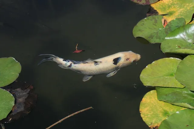 Kohaku