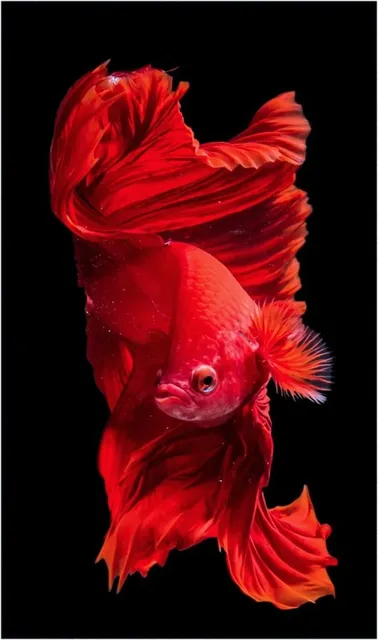 Unsere Koi - Mukashi Ogon