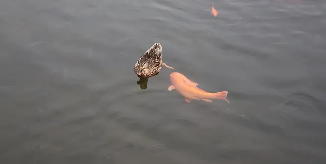 Unsere Koi - Benikikokuryo