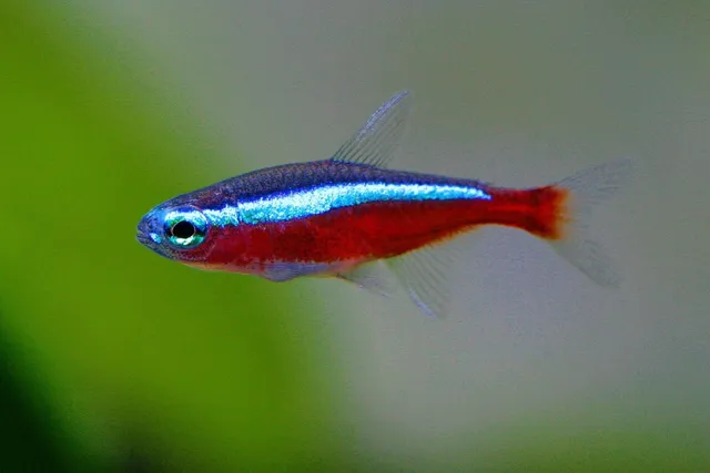 Unsere Koi - Kohaku