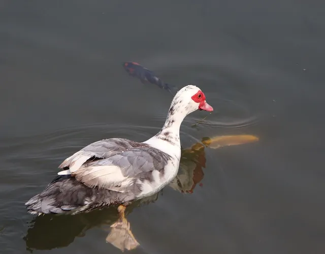 Unsere Koi - Kohaku
