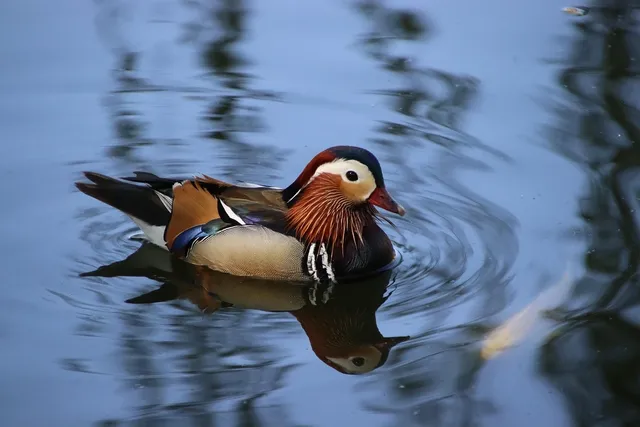 Neu: Saison 2021 - Shiro Utsuri