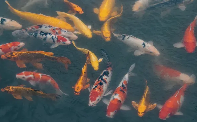 Unsere Koi - Ginrin Chagoi