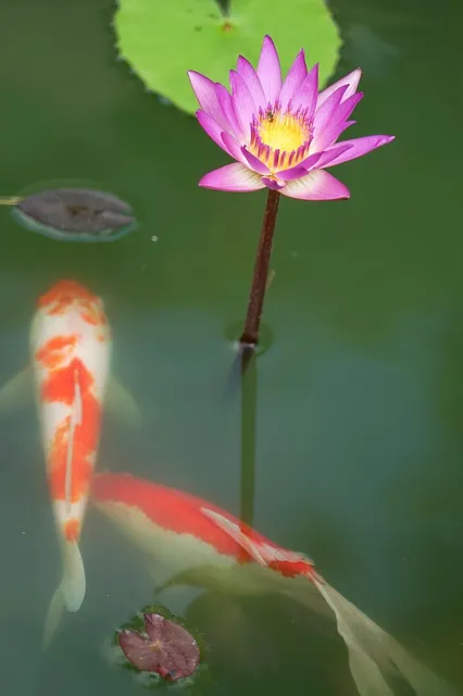 Ki Utsuri