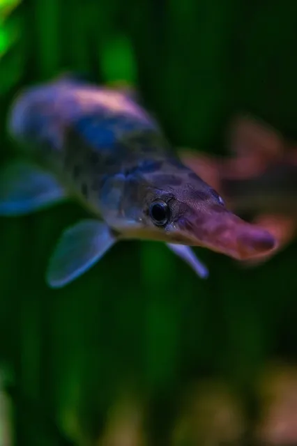 Perl Ginrin Soragoi