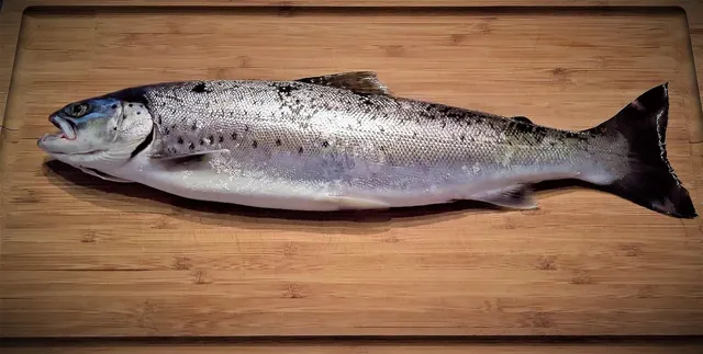 Unsere Koi - Aka Matzuba