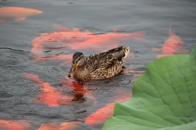 Unsere Koi - Kin Mazuba