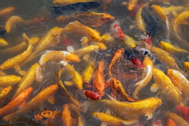 Unsere Koi - Kawari Kama