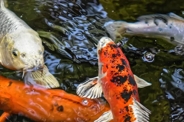Unsere Koi - Kohaku