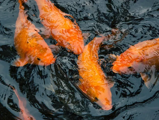 Unsere Koi - Yamabuki