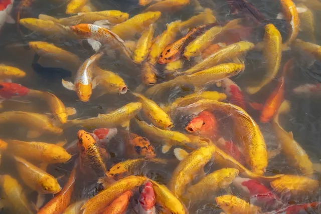 Jumbo-Koi - Kabuto