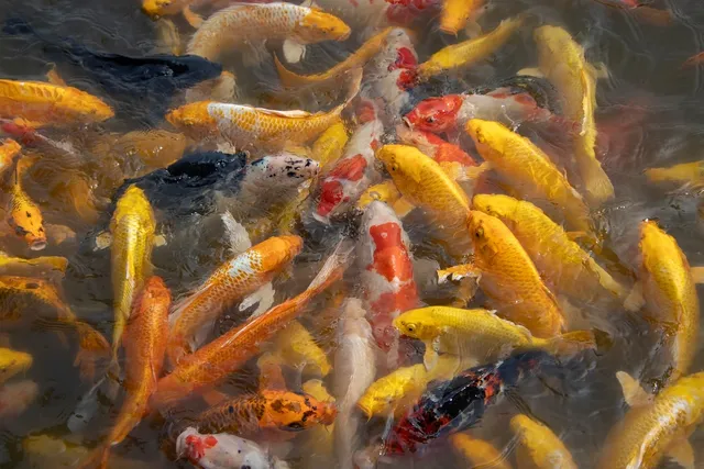 Unsere Koi - Shusui